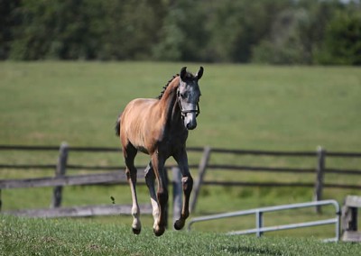 Galloper from Merrickville Equine