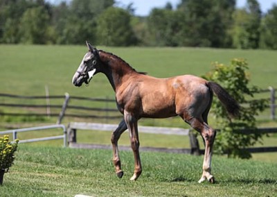 Galloper from Merrickville Equine