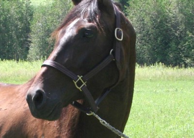 Gale Force from Merrickville Equine
